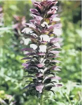  ?? ?? PRICKLY CUSTOMER: Acanthus stems are clothed in spines.