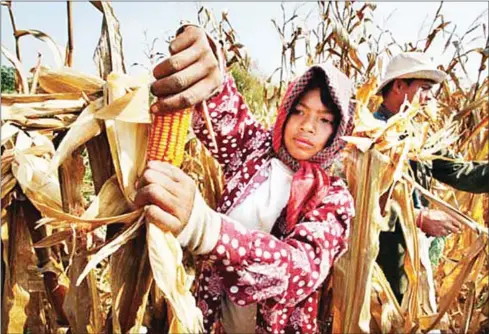  ?? HENG CHIVOAN ?? A famer plucks ripe corns in a field in Pailin province in 2012.