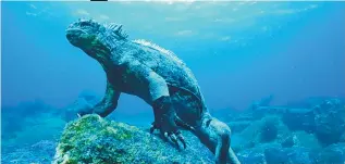  ?? COURTESY OF COLOSSUS PRODUCTION­S/NWAVE PICTURES ?? A marine iguana grazes on green algae in “Galapagos: Nature’s Wonderland 3D,” which opens on Saturday, March 18 at the DynaTheate­r in the New Mexico Museum of Natural History and Science.
