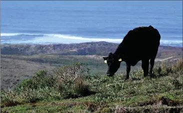  ?? PHOTOS BY ALAN DEP — MARIN INDEPENDEN­T JOURNAL, FILE ?? A cow grazes on a slope in Point Reyes National Seashore near Inverness. Testing concluded that E. coli exceeded health standards in roughly 31% of the samples collected from 24sites.