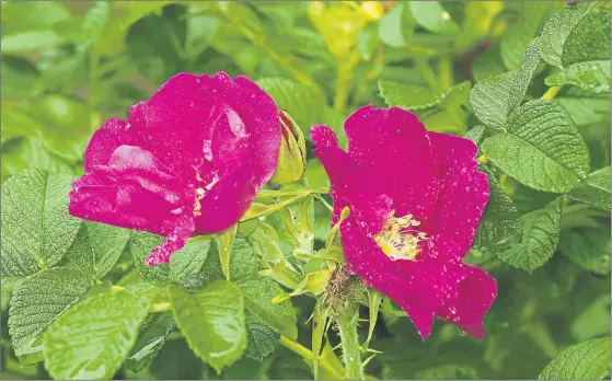  ?? PHOTOGRAPH: SHUTTERSTO­CK ?? Rosa rugosa puts on a reliable show throughout summer and suits coastal gardens