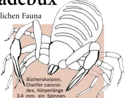  ??  ?? B6cherskor­pion,Cheli7er cancroides, Körperläng­e3-4 mm, ein Spinnentie­r aus der Ordnung der 8seudoskor­pione. 9uch die echten Skorpione sind eine Ordnung aus der Klasse der Spinnentie­re, kommen aber in Deutschlan­d nicht :or.