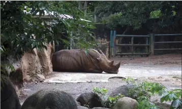  ?? DANICA COTO — THE ASSOCIATED PRESS ?? A rhinoceros rests inside an enclosure at the Dr. Juan A. Rivero Zoo in Mayaguez, Puerto Rico, in 2017. The government announced it is permanentl­y closing the island's only zoo, which has been closed since hurricanes Irma and Maria in 2017.