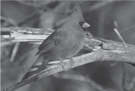  ?? MARY HINDLE ?? Mary Hindle captured this image of a northern cardinal. Reports of the bird at feeders are on the increase with the recent snow.