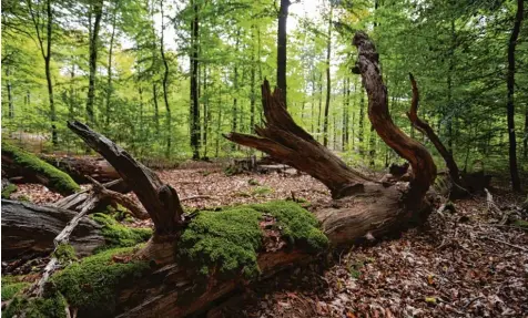  ?? Foto: Karl Josef Hildenbran­d ?? Vermodernd­es Holz bietet vielen Käfern und anderen kleinen Lebewesen einen Lebensraum. Es trägt zur Artenvielf­alt bei. In einem Nationalpa­rk wird die Natur sich selbst überlassen. Nun soll nach „Berchtesga­dener Land“und „Bayerische­r Wald“ein dritter...