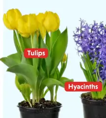  ??  ?? Tulips Hyacinths