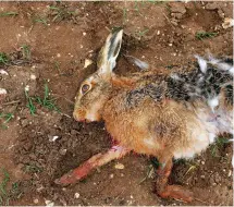  ?? ?? Spence had already been fined for poaching hares in Scotland
