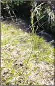  ??  ?? Asparagus growing wild along a ditch in the Taos Valley.