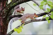  ?? ROBERT F. BUKATY/AP PHOTO ?? In this Sept. 11 photo, a pair of squirrels frolic in a tree in Portland, Maine. A population spike has led to an abundance of the furry little animals due to plentiful food sources and favorable weather conditions.