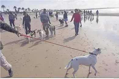  ?? TONIZA ?? Varios partidos incluyen en sus programas propuestas para pasear los perros en alguna playa.