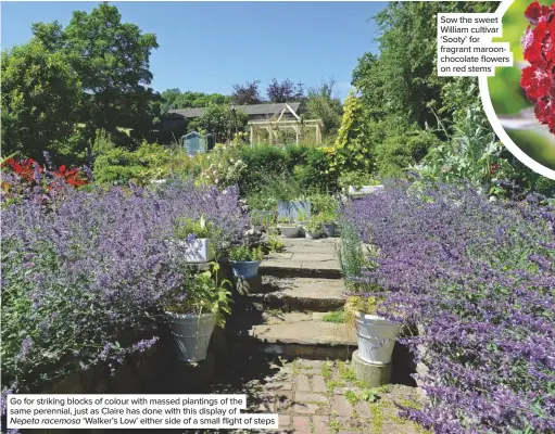  ??  ?? Go for striking blocks of colour with massed plantings of the same perennial, just as Claire has done with this display ofNepeta racemosa ‘Walker’s Low’ either side of a small flight of steps