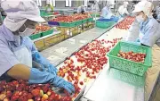  ??  ?? Staff at Doi Kham prepare fruit for processing at the company’s plant in Sakon Nakhon province.