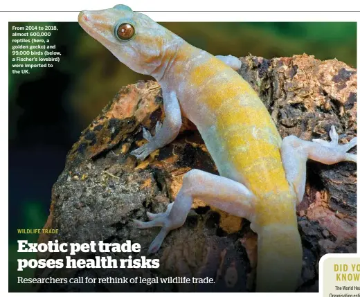  ??  ?? From 2014 to 2018, almost 600,000 reptiles (here, a golden gecko) and 99,000 birds (below, a Fischer’s lovebird) were imported to the UK.