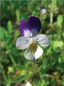  ??  ?? The Field Pansy.