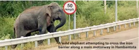  ??  ?? A wild elephant attempting to cross the iron barrier along a main motorway in Hambantota