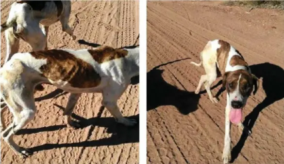  ?? PHOTO: CONTRIBUTE­D ?? NEGLECTED ANIMALS: Off The Chain K9 Rescue Qld is caring for two bull-Arabs, Bonnie and Clyde, after they were found wandering between Toowoomba and Dalby.