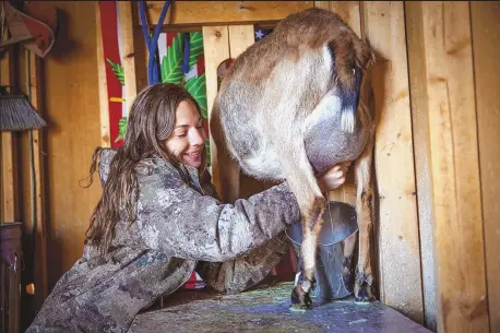  ?? CHANCEY BUSH/JOURNAL ?? Amanda Brown milks her goat Peanut at her residence in Corrales on Thursday. Brown is a goat cheesemake­r.