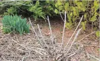  ?? CONTRIBUTE­D ?? Hardy hibiscus stems are cut back to a height that allows cavitynest­ing bee species to use the stems for homes this season. New foliage will cover the stems.