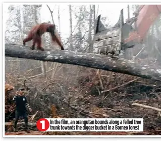  ??  ?? In the film, an orangutan bounds along a felled tree trunk towards the digger bucket in a Borneo forest