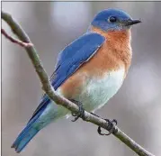  ?? CONTRIBUTE­D BY KEN TOMAS/WIKIPEDIA COMMONS ?? Next to the ruby-throated hummingbir­d, the Eastern bluebird is probably the favorite bird among Georgians. February is bluebird month, when the birds start checking out nesting sites commencing their breeding season.