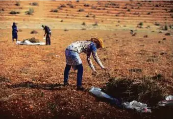  ?? Reuters ?? Syrian refugees collect cannabis plants in the Bekaa Valley, Lebanon. Once farmers of cotton and wheat back home in Raqqa province, they are now cultivatin­g hashish in Lebanon.