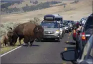  ?? MATTHEW BROWN — THE ASSOCIATED PRESS FILE ?? A large bison blocks traffic as tourists take photos of the animals in the Lamar Valley of Yellowston­e National Park in Wyo.
