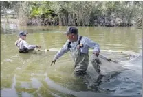  ??  ?? VECTOR CONTROL specialist­s Ryan Amick, left, and Larry Ballestero­s gather mosquitofi­sh at a park pond in South L.A.