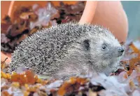  ??  ?? Hedgehog numbers have declined