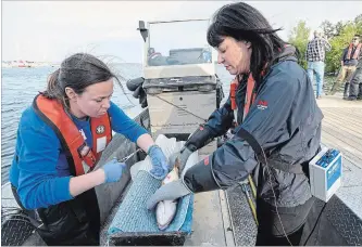  ?? HAMILTON SPECTATOR FILE PHOTO ?? Christine Boston, right, assists Carlton Fish and Ecology Masters student Jill Brooks insert a transmitte­r in a freshwater Drum. Federal Fisheries and Oceons is electro-fishing in the harbour to study walleye population­s.