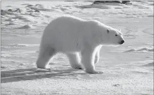  ?? POLAR BEARS INTERNATIO­NAL ?? Inuit leaders say the polar bear population has been increasing in Canada.