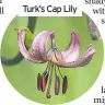  ??  ?? Turk’s Cap Lily