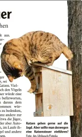  ?? Foto: Ars Ulrikusch/Fotolia ?? Katzen gehen gerne auf die Jagd. Aber sollte man deswegen eine Katzensteu­er einführen?