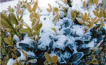  ?? Foto: Simone A. Mayer, tmn ?? Schnee legt sich auf Pflanzen wie eine warme Decke und schützt sie damit bei tiefen Minusgrade­n.