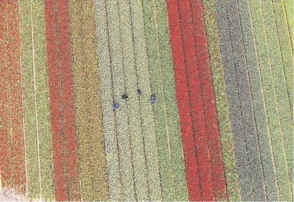  ?? Picture: AFP ?? An aerial photo taken yesterday in Lisse shows the tulip fields of Keukenhof in full bloom.