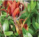  ?? ?? Fireblight can affect cotoneaste­r and its relatives, including apples