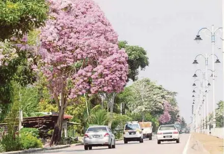  ?? PIC BY SHARUL HAFIZ ZAM ?? Locals have something to look forward to despite the dry spell as beautiful tecoma flowers bloom around the city.