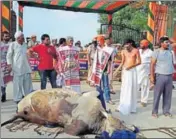  ?? MANOJ DHAKA/HT ?? Cow activist Sant Gopal Das (in dhoti) with a dead bull in Rohtak on Thursday.