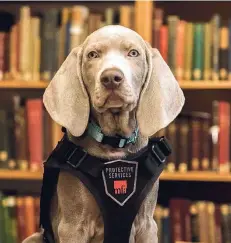  ?? FOTO: DPA ?? Der junge Weimaraner „Riley“wird im Bostoner Museum of Fine Arts darauf trainiert, Insekten oder Pilzsporen in Kunstwerke­n zu erschnüffe­ln.