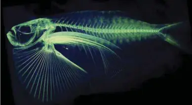  ??  ?? WASHINGTON: In this undated image provided by Adam Summers, a University of Washington professor in the department of Biology and the School of Aquatic and Fisheries Sciences, a scan of the Thoracocar­ax Stellatus species of fish is shown, with color...