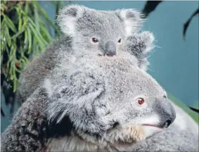  ?? Photo: REUTERS ?? Under threat: Help is finally arriving for one of Australia’s national icons, the koala.