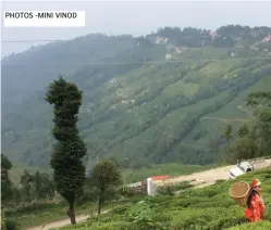  ?? PHOTOS - MINI VINOD ?? The tea plantation­s at Darjeeling