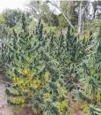  ??  ?? SUCCESSFUL RAID: A cannabis bust netted 800 plants.