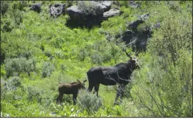 ?? NEVADA DEPARTMENT OF WILDLIFE VIA AP FILE ?? A collared cow moose and her calf are spotted in Elko County, Nev., in 2022.