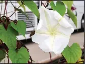  ??  ?? Moonflower morning glory is an annual vine.