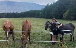  ?? Sandra Laubenheim­er aux côtés de ses chevaux et de son âne, Caribou.(Photo M.R.) ??