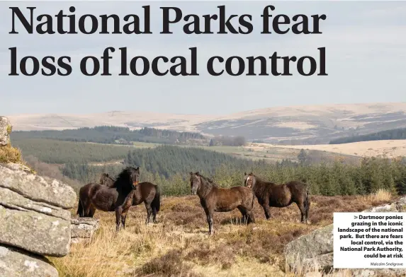  ?? Malcolm Snelgrove ?? Dartmoor ponies grazing in the iconic landscape of the national park. But there are fears
local control, via the National Park Authority,
could be at risk
