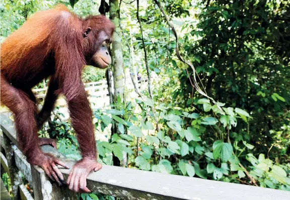  ??  ?? Lotta per la sopravvive­nza L’orango del Borneo è una specie a rischio di estinzione, tutelata dal Wwf, a causa della deforestaz­ione incontroll­ata (Foto Getty Images)