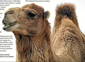  ??  ?? The most unusual animal Malcolm Anderson has treated is a camel.