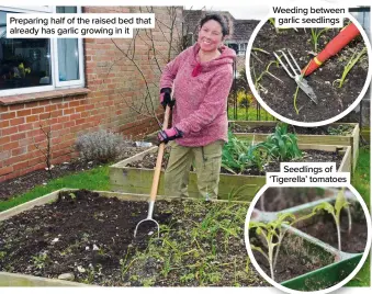  ?? ?? Preparing half of the raised bed that already has garlic growing in it
Weeding between garlic seedlings
Seedlings of ‘Tigerella’ tomatoes