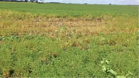  ?? PHOTO: CONTRIBUTE­D ?? PROTECT: These chickpea plants in 2016 had a disease issue.